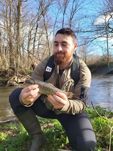 Brown Trout