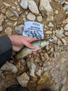 Brown Trout