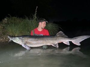 Beluga Sturgeon (European Sturgeon)