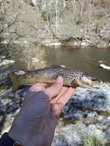 Brown Trout
