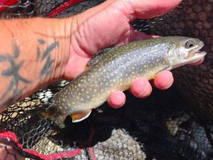 Brook Trout