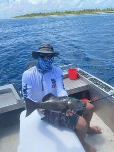 Coral Trout