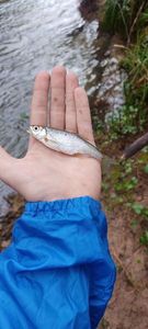 Roach