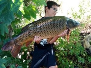 Common Carp