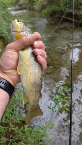 Brown Trout
