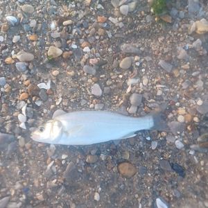 European Bass (Seabass)
