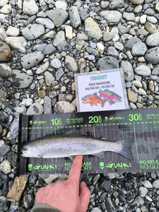 Rainbow Trout