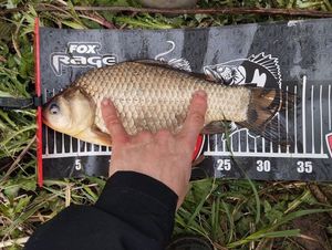 Crucian Carp