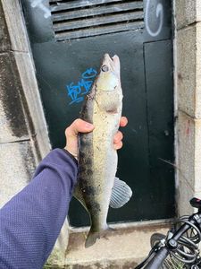 Zander