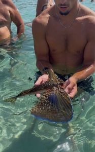 Flying Gurnard