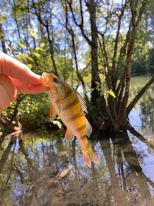 European Perch