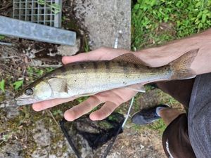 Zander