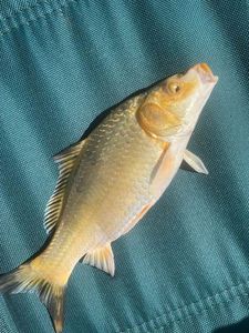 Koï Fish