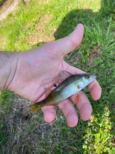 European Perch