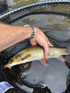 Barbel