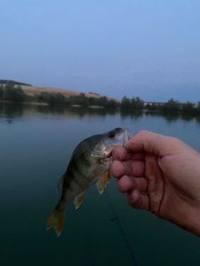 European Perch
