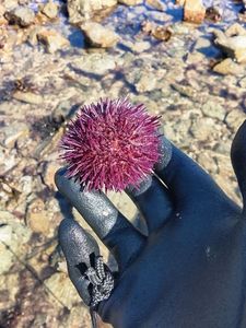 Rock Sea Urchin