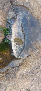 Ballan Wrasse