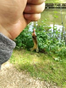 Green Sunfish