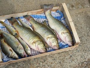 Smallmouth Bass