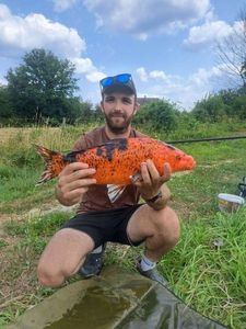 Koï Fish