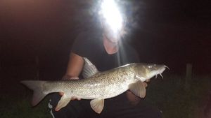 Barbel