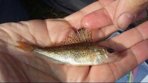 Ruffe