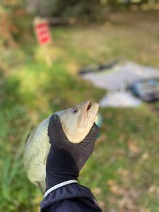 Smallmouth Bass