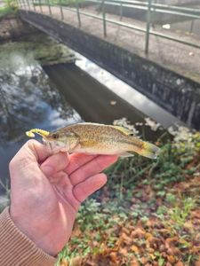 Largemouth Bass