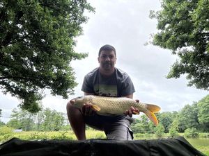 Common Carp