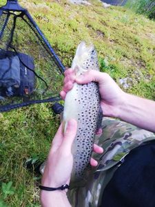 Brown Trout