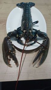 European Lobster