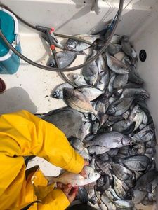 Black Seabream