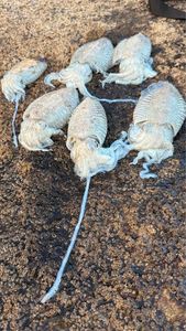 Common Cuttlefish