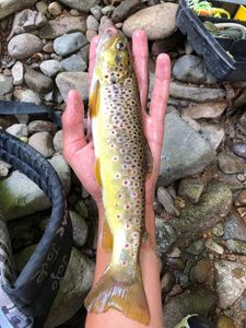 Brown Trout