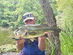 Largemouth Bass