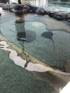 Southern Stingray