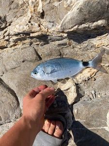 Saddled Seabream