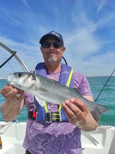 European Bass (Seabass)