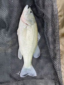 Largemouth Bass