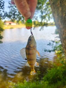 European Perch