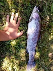 Rainbow Trout