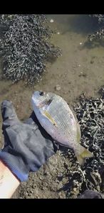 Gilthead Seabream