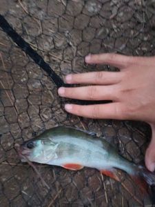 European Perch