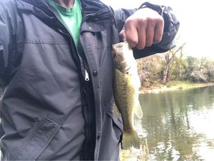 Largemouth Bass