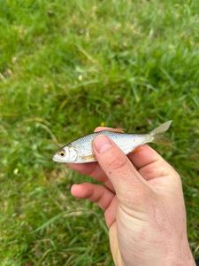 Roach