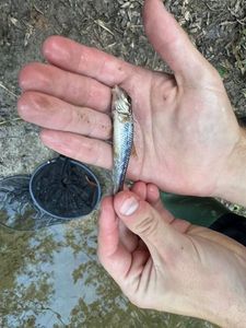 Gudgeon