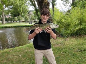 Zander
