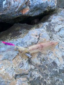 European Squid
