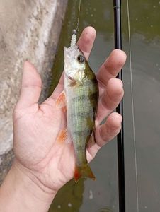 European Perch